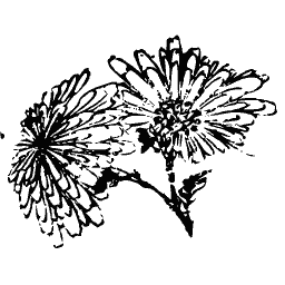Chrysanthemum branch
