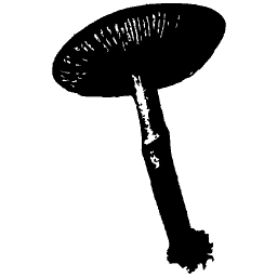 Convex-capped mushroom