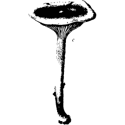 Funnel-capped mushroom