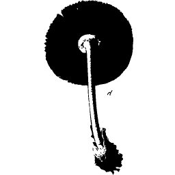 Round-capped mushroom