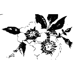 Spray of open flowers