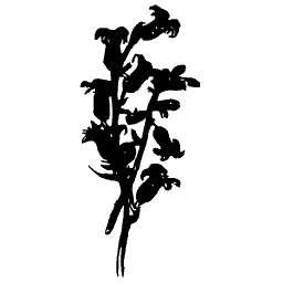Stem of hooded flowers