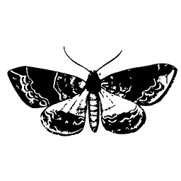 Dark-winged moth