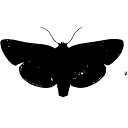 Broad-winged moth