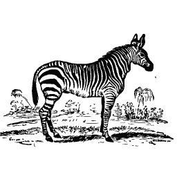 Zebra