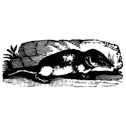 Skunk 01