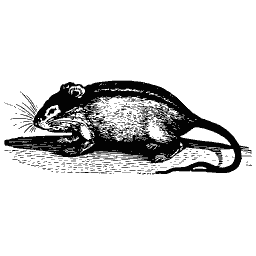 Rat