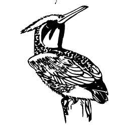 Perched kingfisher