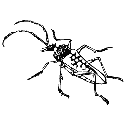 Long-horned beetle