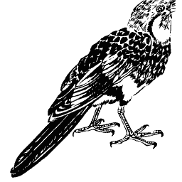 Long-tailed bird