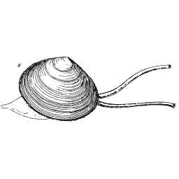 Bivalve with long siphons