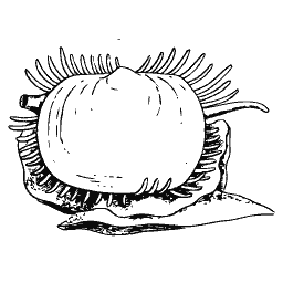 File shell with fringed mantle 01