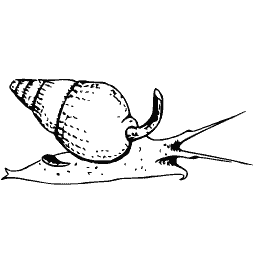 Snail with a pointed spire