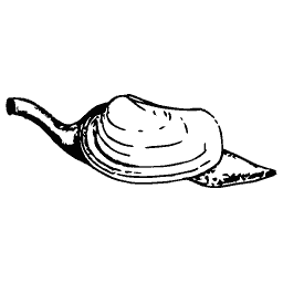 Bivalve with siphon and foot