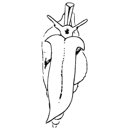 Sea snail seen from above