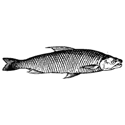 Slim fish 32
