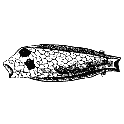 Scaled fish 15
