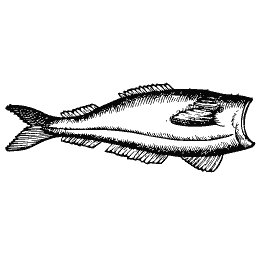 Slim fish 33