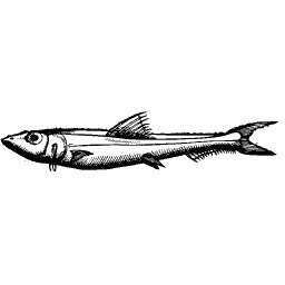 Slim fish 34