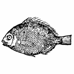 Deep-bodied fish 08