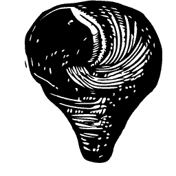 Dark coiled shell