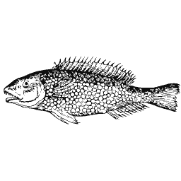 Scaled fish 17
