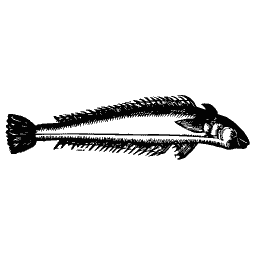 Slim fish 36