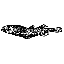 Slim fish 37
