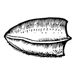 Ribbed shell 08