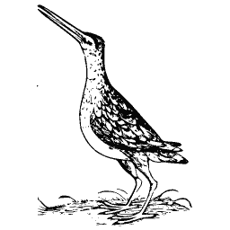 Snipe 01