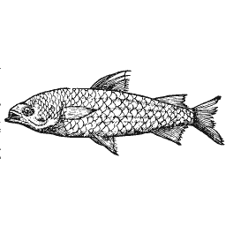 Scaled fish 18