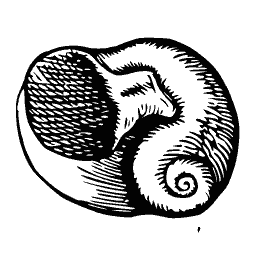 Coiled shell 04