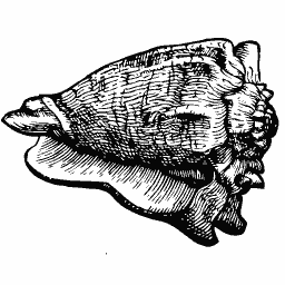 Barnacled shell 02