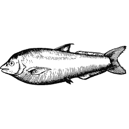 Slim fish 38