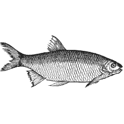 Scaled fish 19
