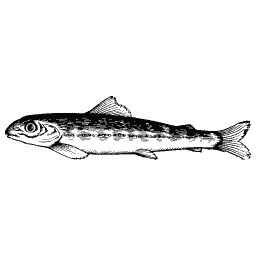Slim fish 39