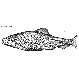 Scaled fish 21