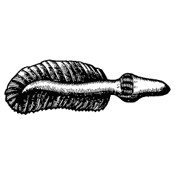 Ribbed shell 11