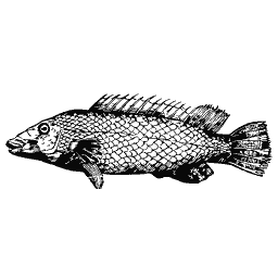 Scaled fish 22
