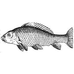 Scaled fish 23