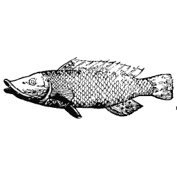 Scaled fish 24