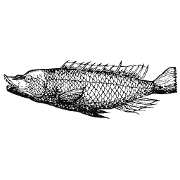 Scaled fish 25
