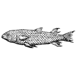 Scaled fish 26