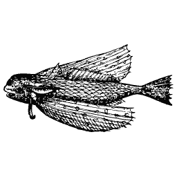 Winged fish 10