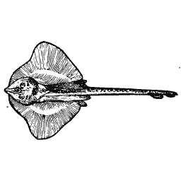 Ray 06