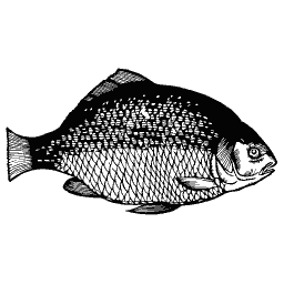 Scaled fish 27