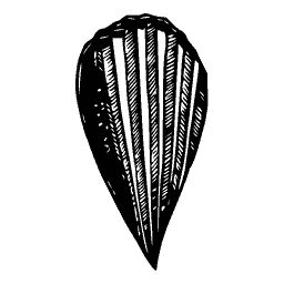 Ribbed shell 12