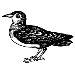 Standing bird 15