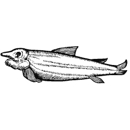Slim fish with a pointed snout