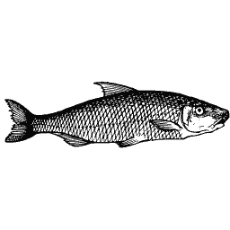 Scaled fish 29